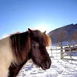Gut Neusess Farm stay Mauterndorf (Salzburg)