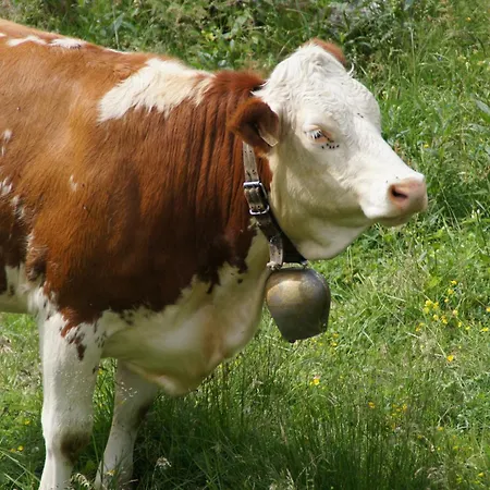 Gut Neusess * Mauterndorf (Salzburg)