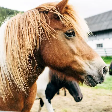 Farm stay Gut Neusess *