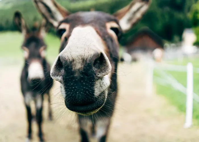 Gut Neusess مزرعة للإقامة